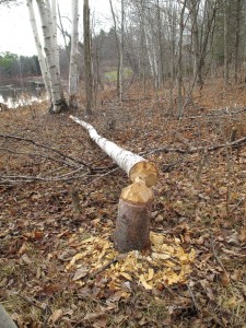 beaver ate this birch tree